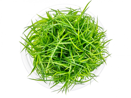 Wollstängel - Eriocaulon cinereum in vitro